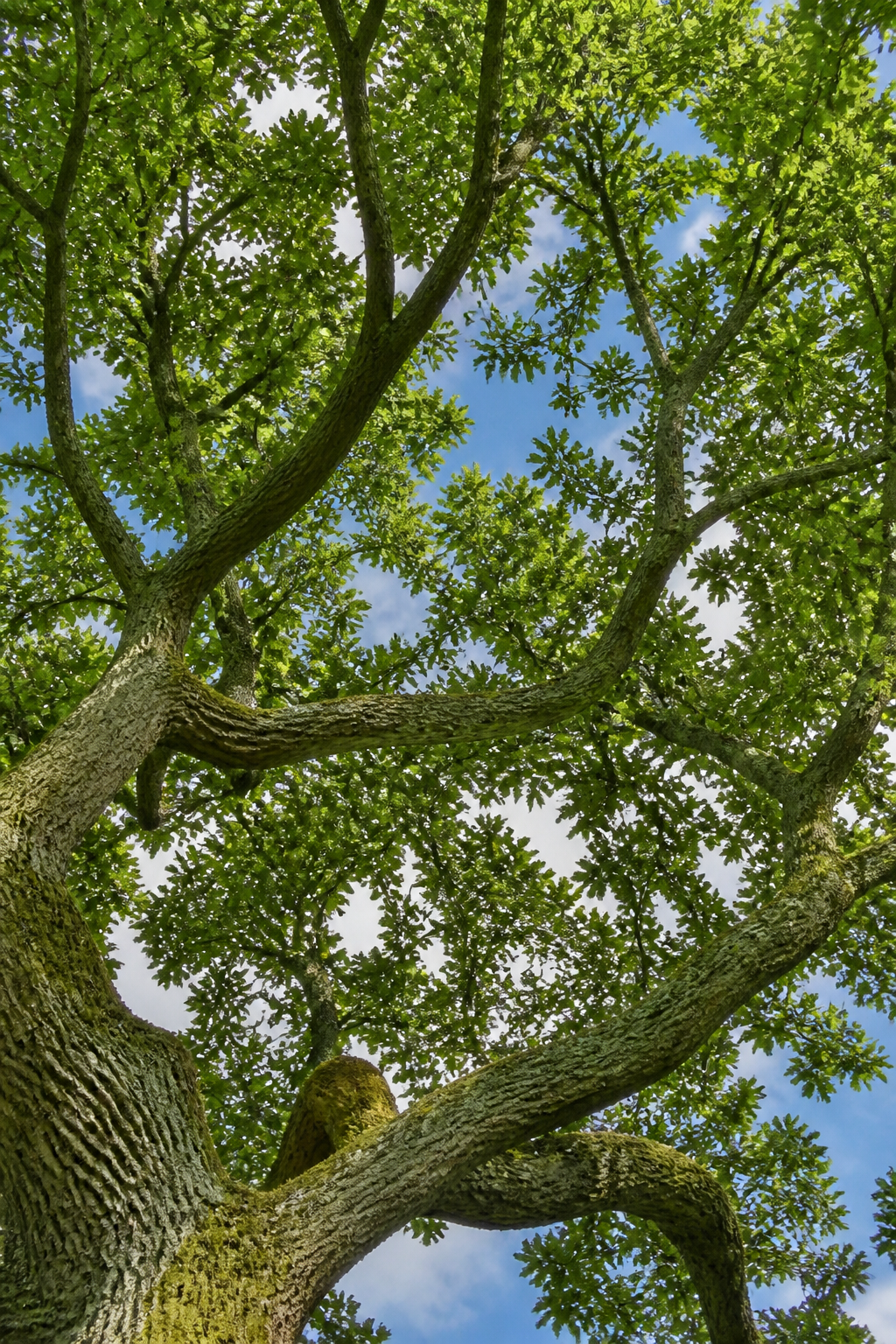 A mature English tree canopy against a Yorkshire sky, with no signs