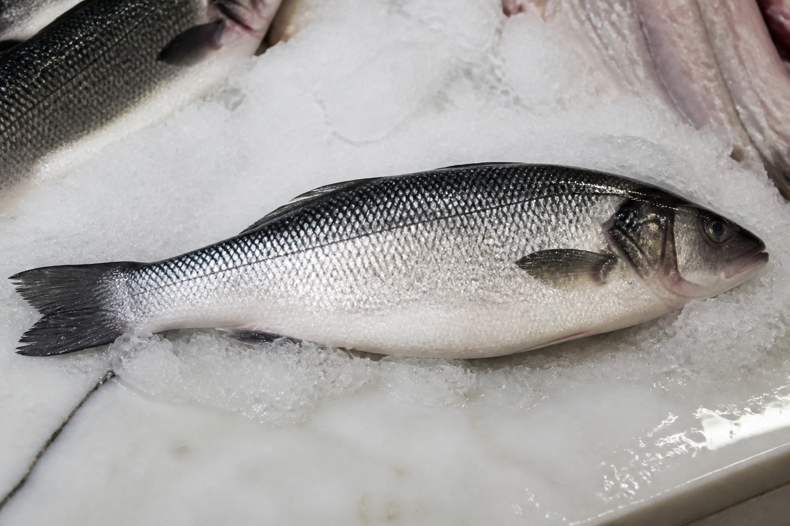 Whole unmarked fish on crushed ice on a wet-fish slab, with no price tickets