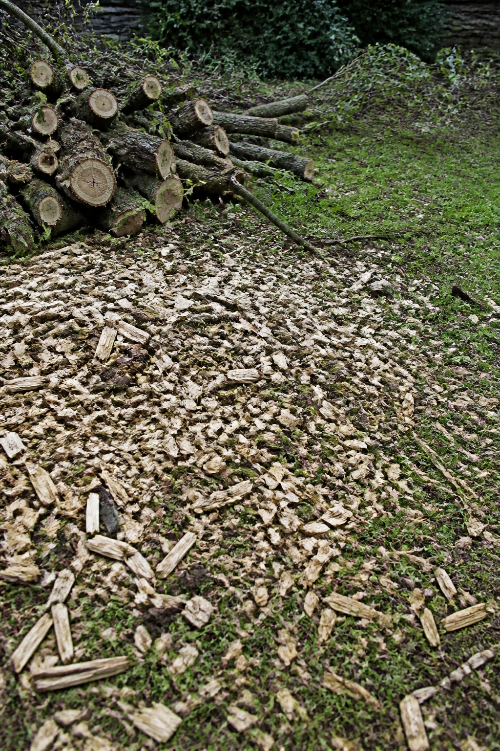 Fresh woodchip and cut branches on grass after tree work, with no people